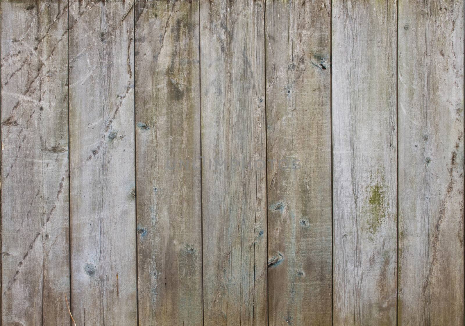 Distressed wooden wall background with weathered boards with scrapes and algae