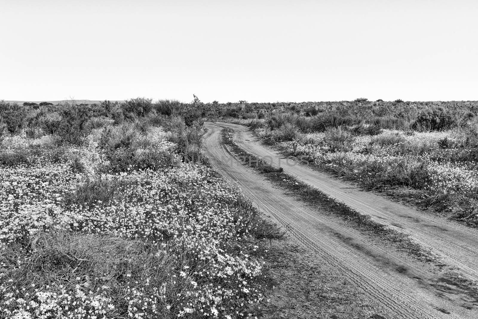 A gravel road in a field of wildflowers at Papkuilsfontein in the Northern Cape Province of South Africa