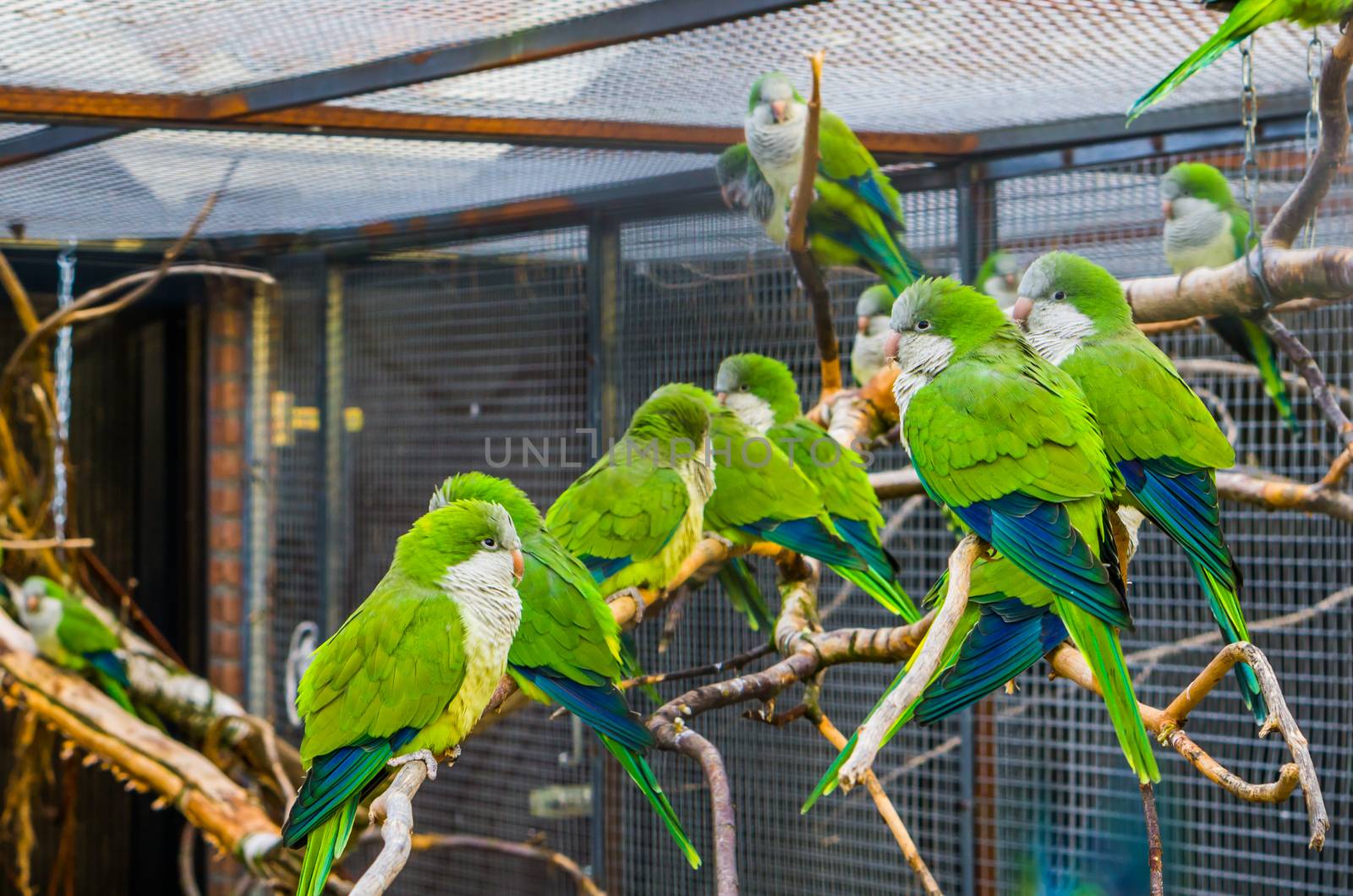 Big group of monk parakeets sitting together on a branch in the aviary, Popular pets in aviculture, tropical birds from Argentina