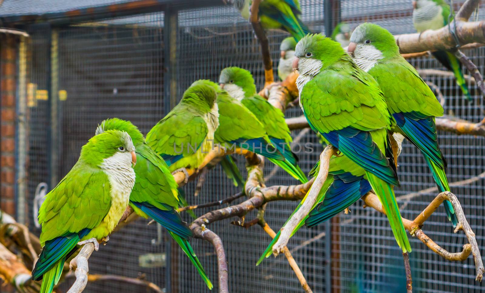 many monk parakeets sitting together on branches in the aviary, popular pets in aviculture, tropical birds from Argentina by charlottebleijenberg
