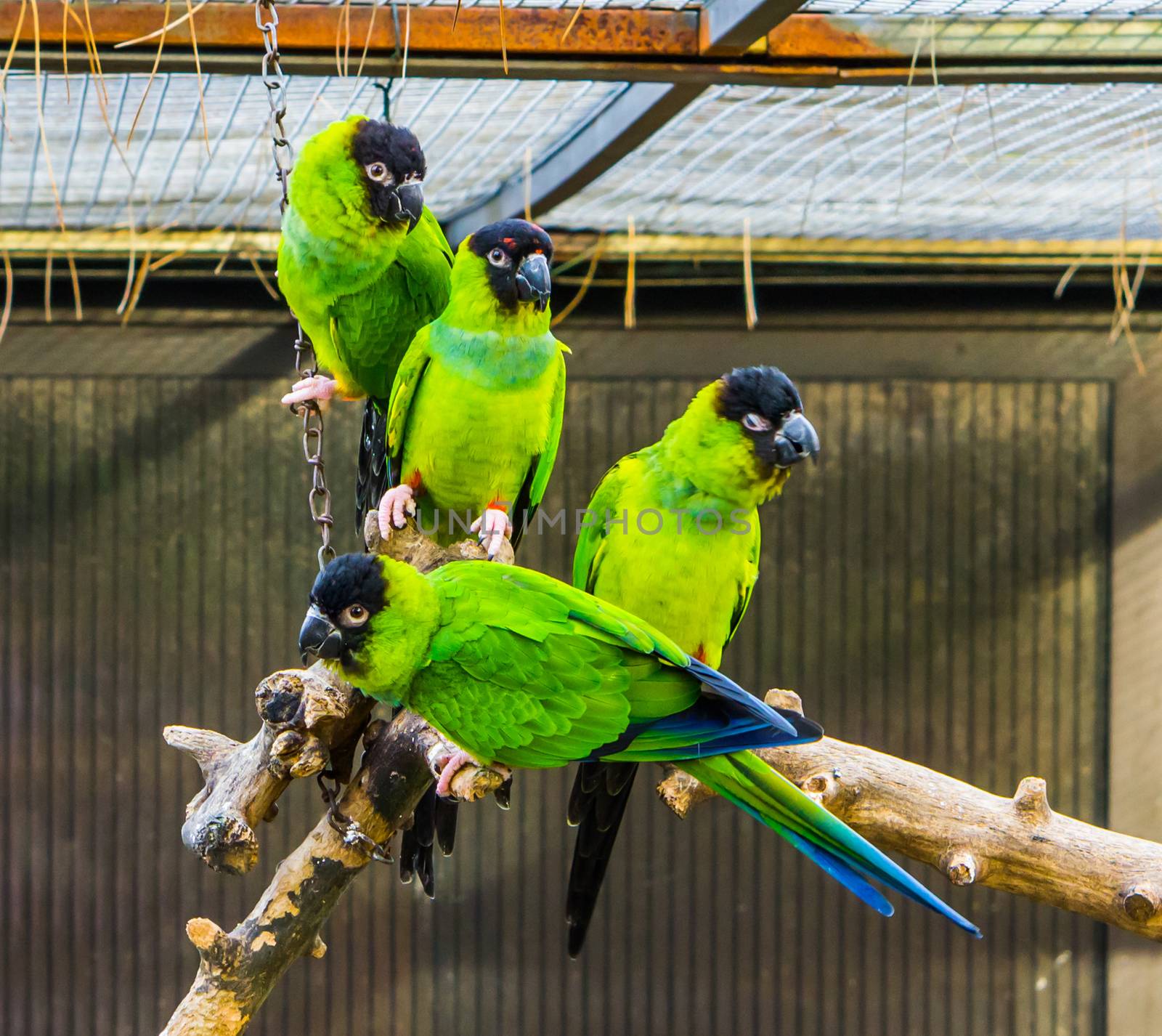 funny group of Nanday parakeets sitting together on a branch in the aviary, popular tropical pets from America by charlottebleijenberg