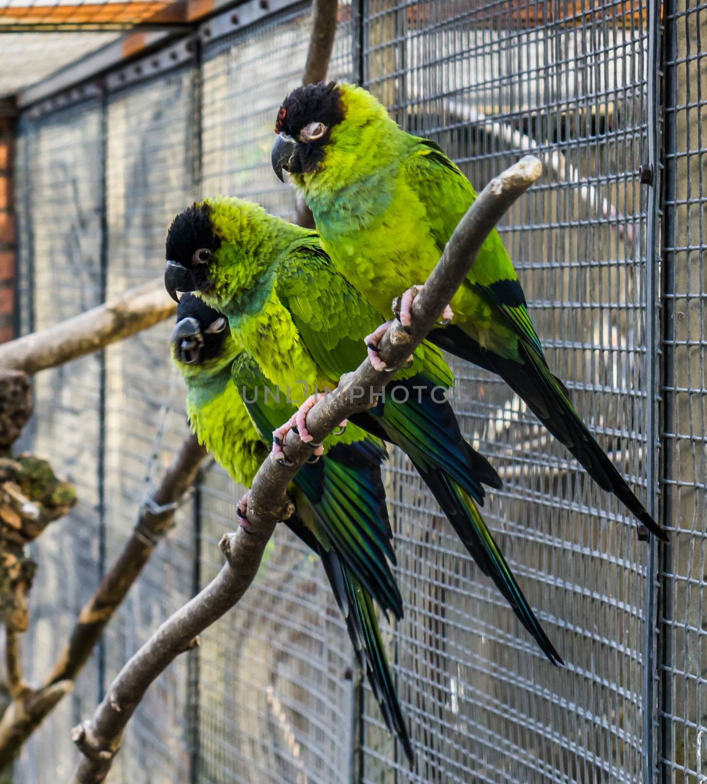 group of nanday parakeets sitting close together on a branch in the aviary, Colorful and tropical birds from America by charlottebleijenberg