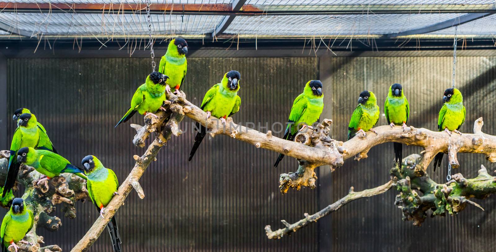 Aviculture, A branch with Nanday parakeets in a aviary, popular pets in aviculture, Tropical small parrots from America by charlottebleijenberg