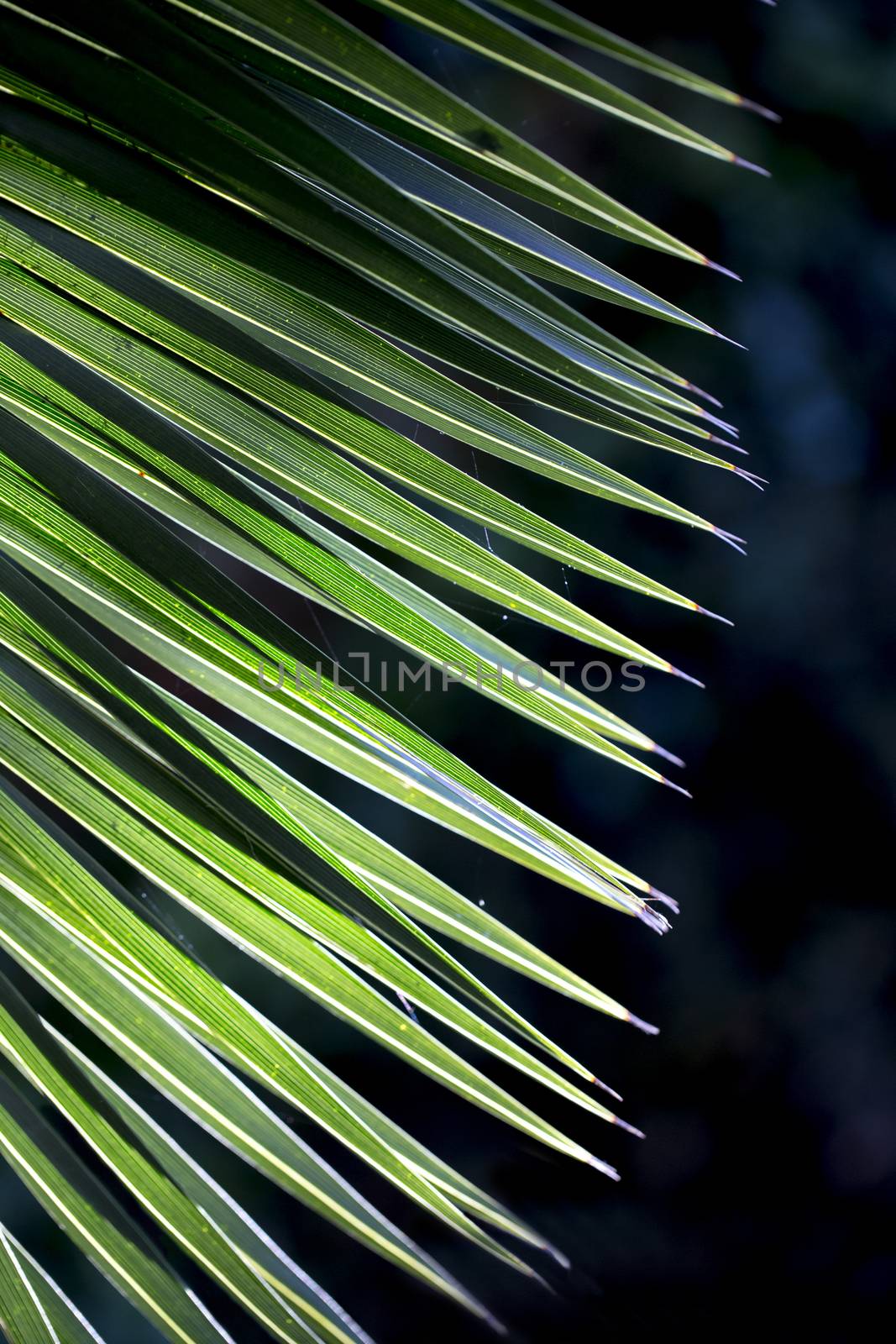 Close up photo of green palm tree leaf on dark background, sunlight effect