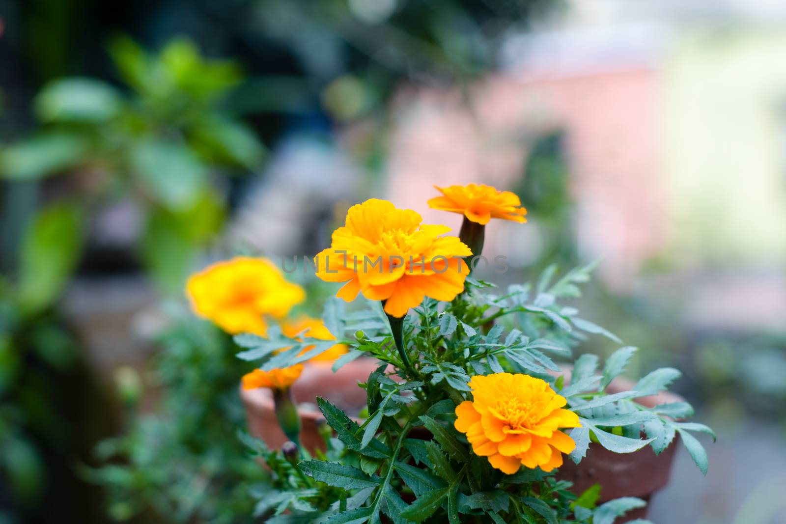 Yellow and orange marigold flowers. Tagetes is a genus or perennial, mostly herbaceous plants in the sunflower family. Naturally Blooms in golden, orange, yellow, white colors, with maroon highlights. by sudiptabhowmick