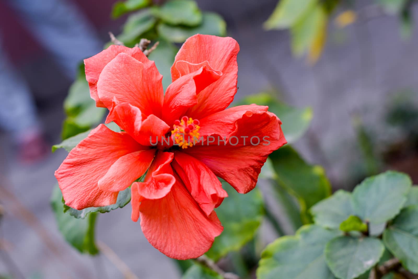 One Chaba flower (Hibiscus rosa-sinensis) chinese rose, red color, blooming during morning sunlight. in tropical garden in green background. With copy space room for text on right side of the image. by sudiptabhowmick