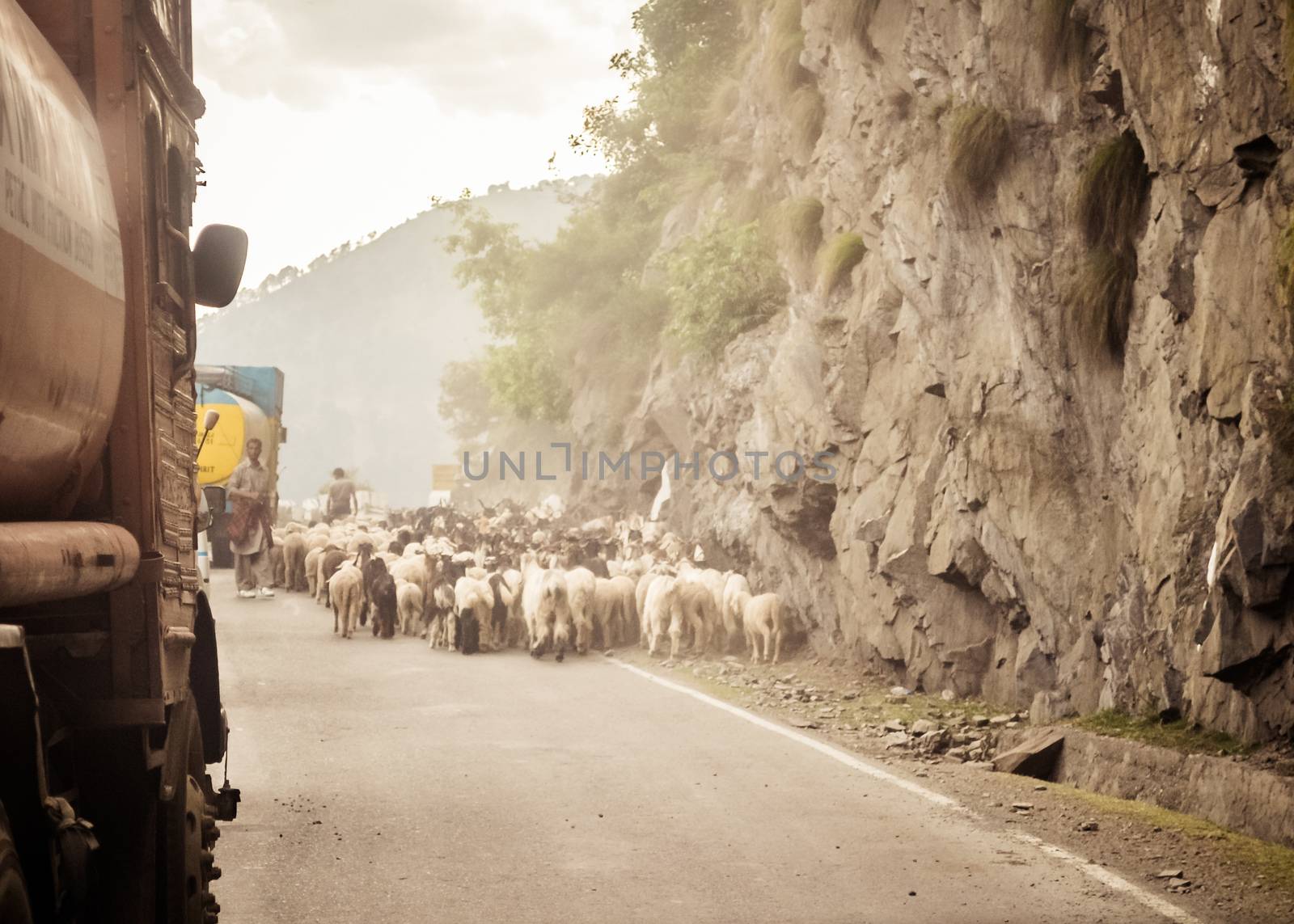 Car Point of view image. A flock of Sheep walking along a country highway in himalayan mountain pass in Leh Ladakh Manali Road of Kashmir India by sudiptabhowmick