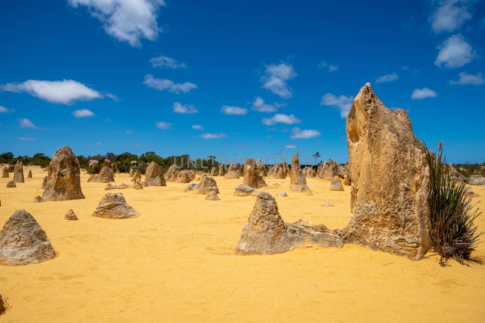 Upright standing rocks at the Pinnacles Desert in the west of Australia