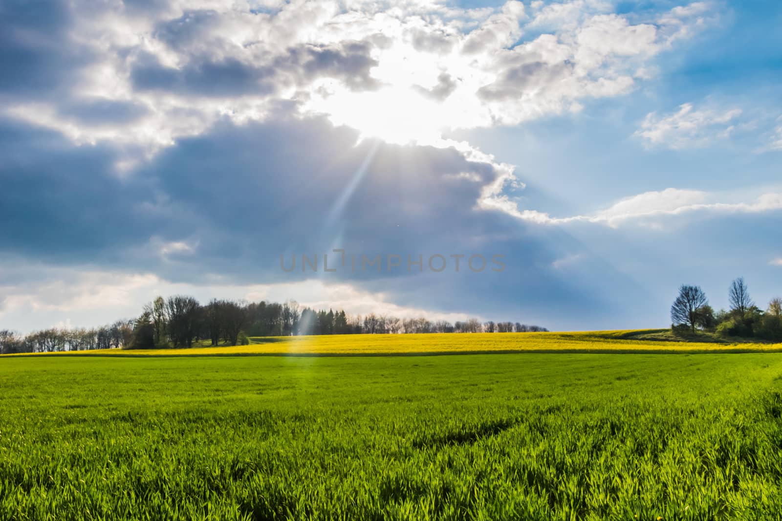 Meadow grassland green and yellow rape sunlight and clouds by MXW_Stock