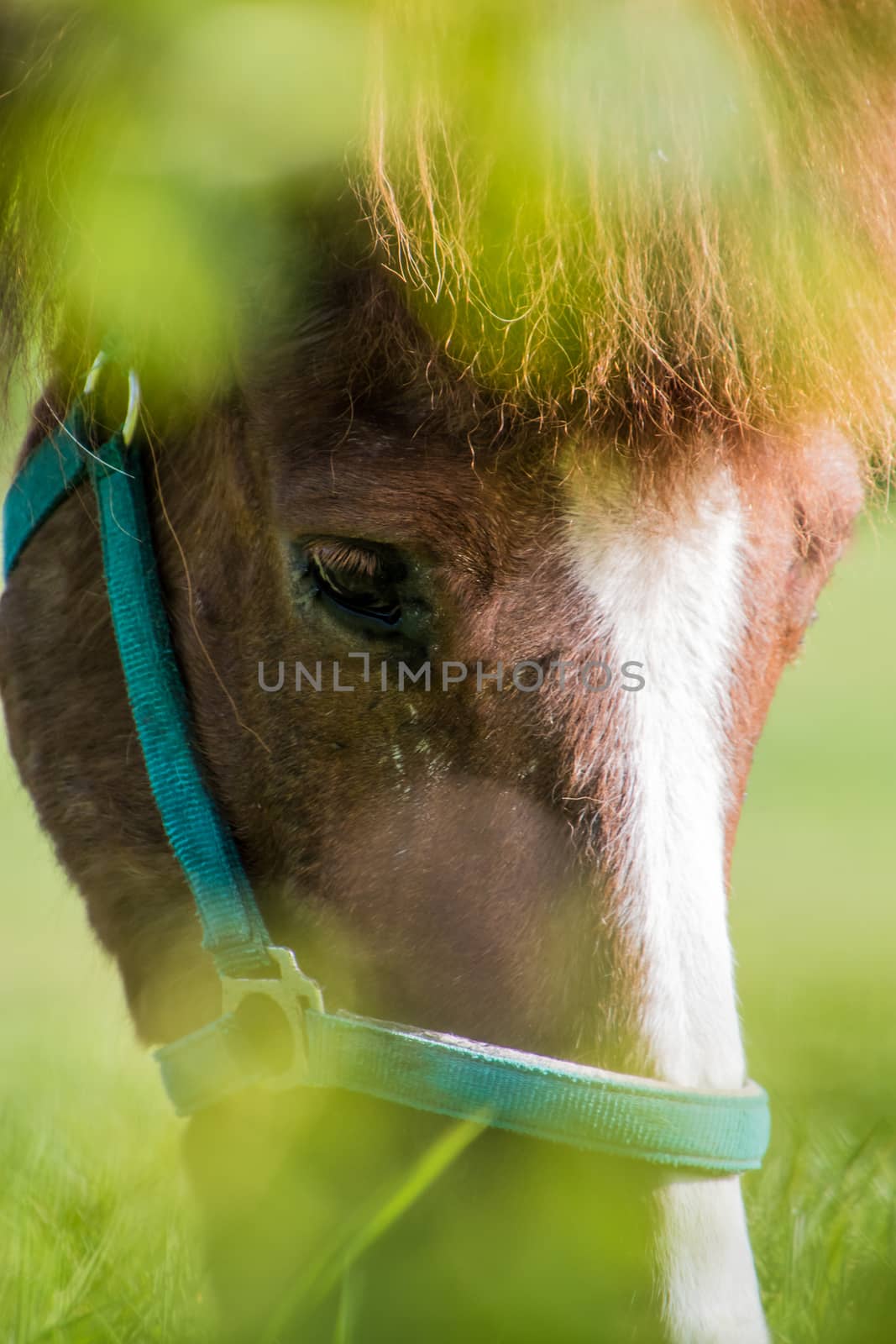 Horse portrait brown and white fur eyes with green foreground by MXW_Stock
