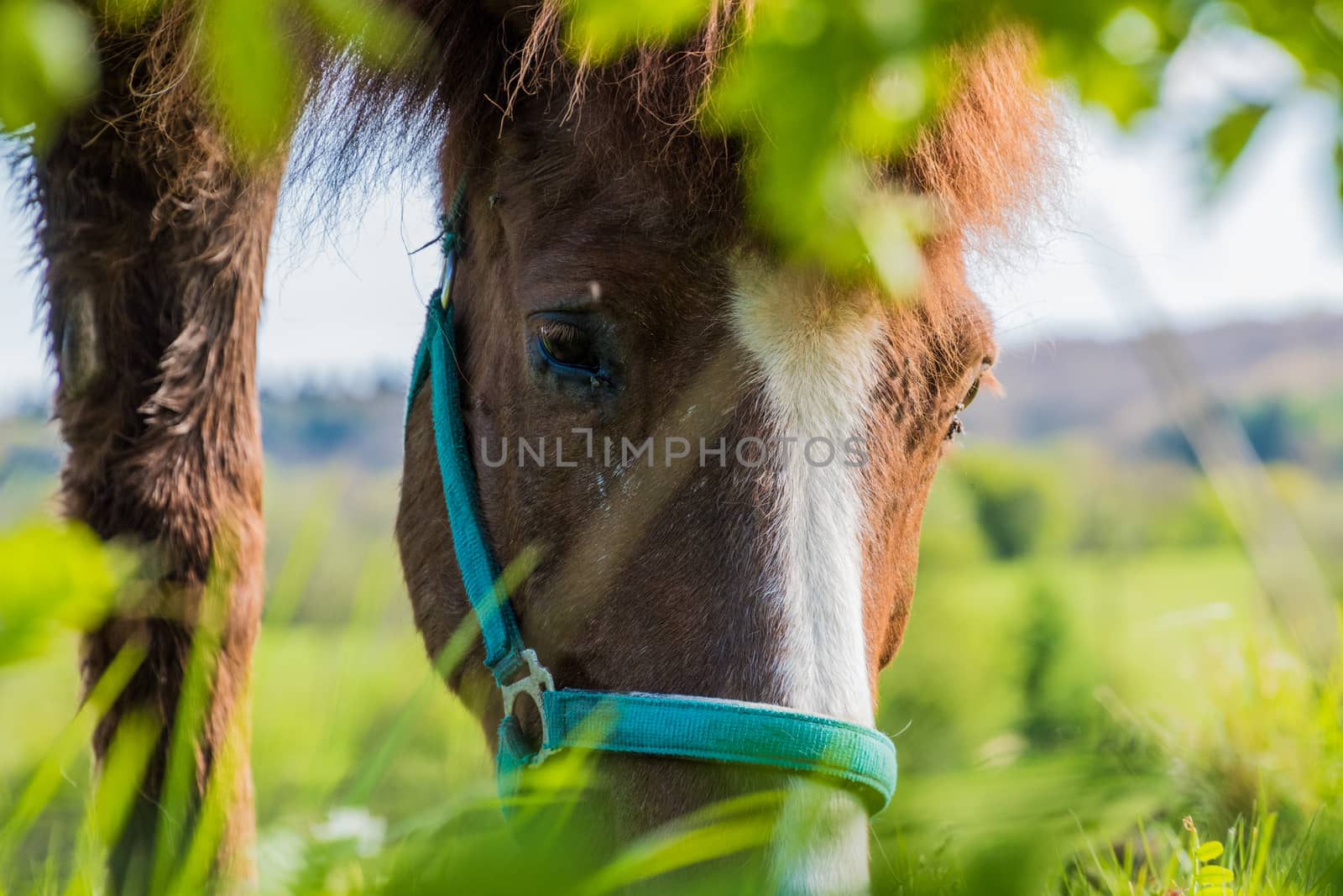 Horse portrait brown and white fur eyes green foreground by MXW_Stock