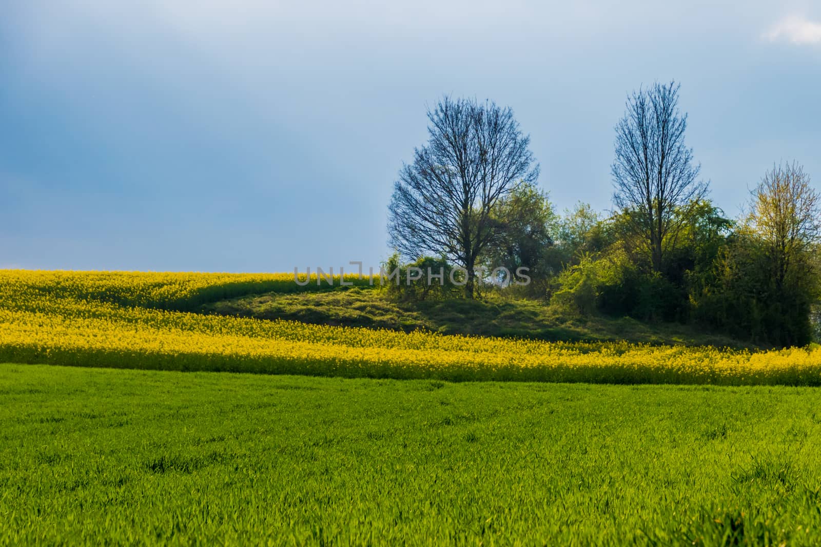 Meadow grassland green and yellow rape sunlight by MXW_Stock