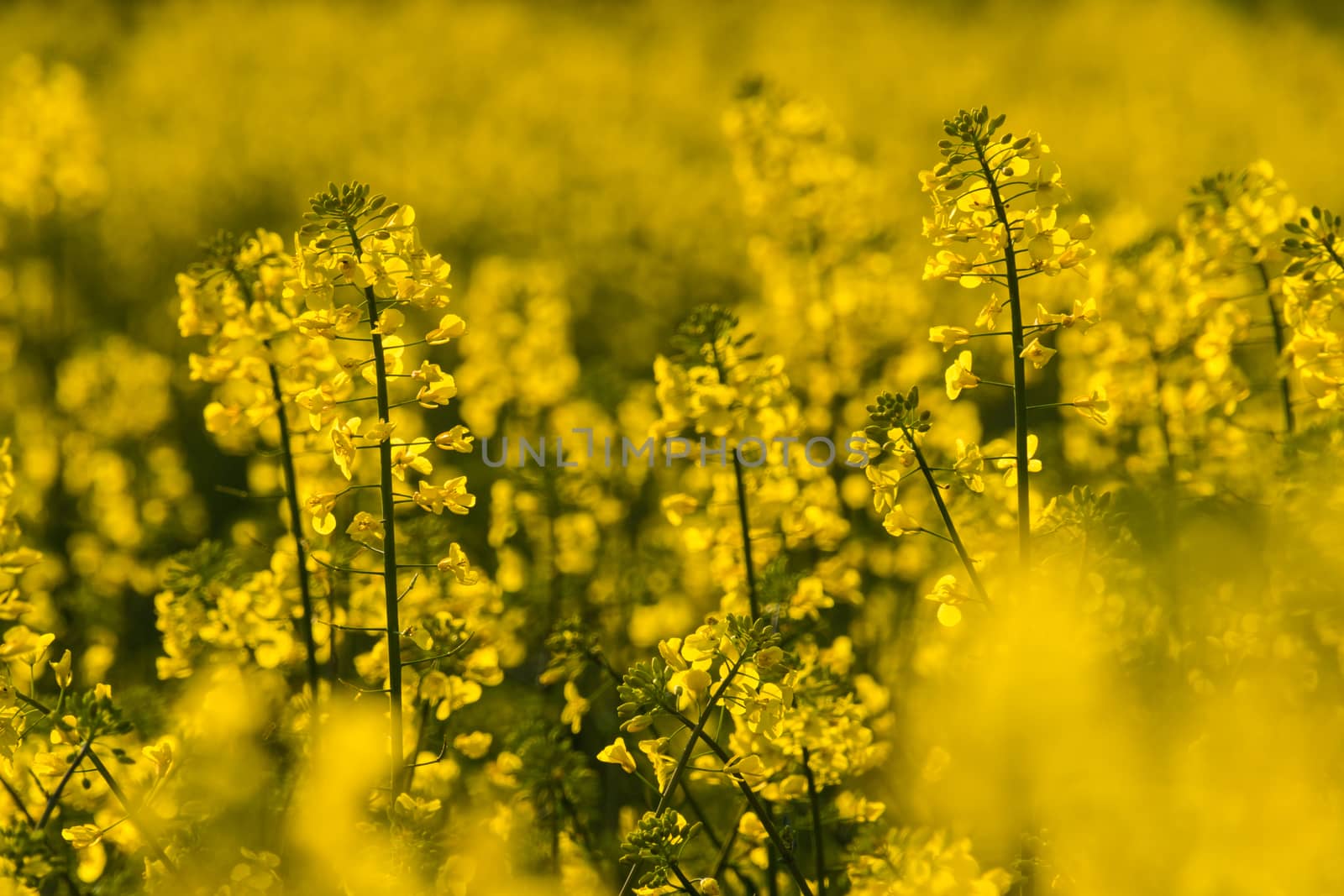 Meadow of rape yellow blossoms close up sunlight spring