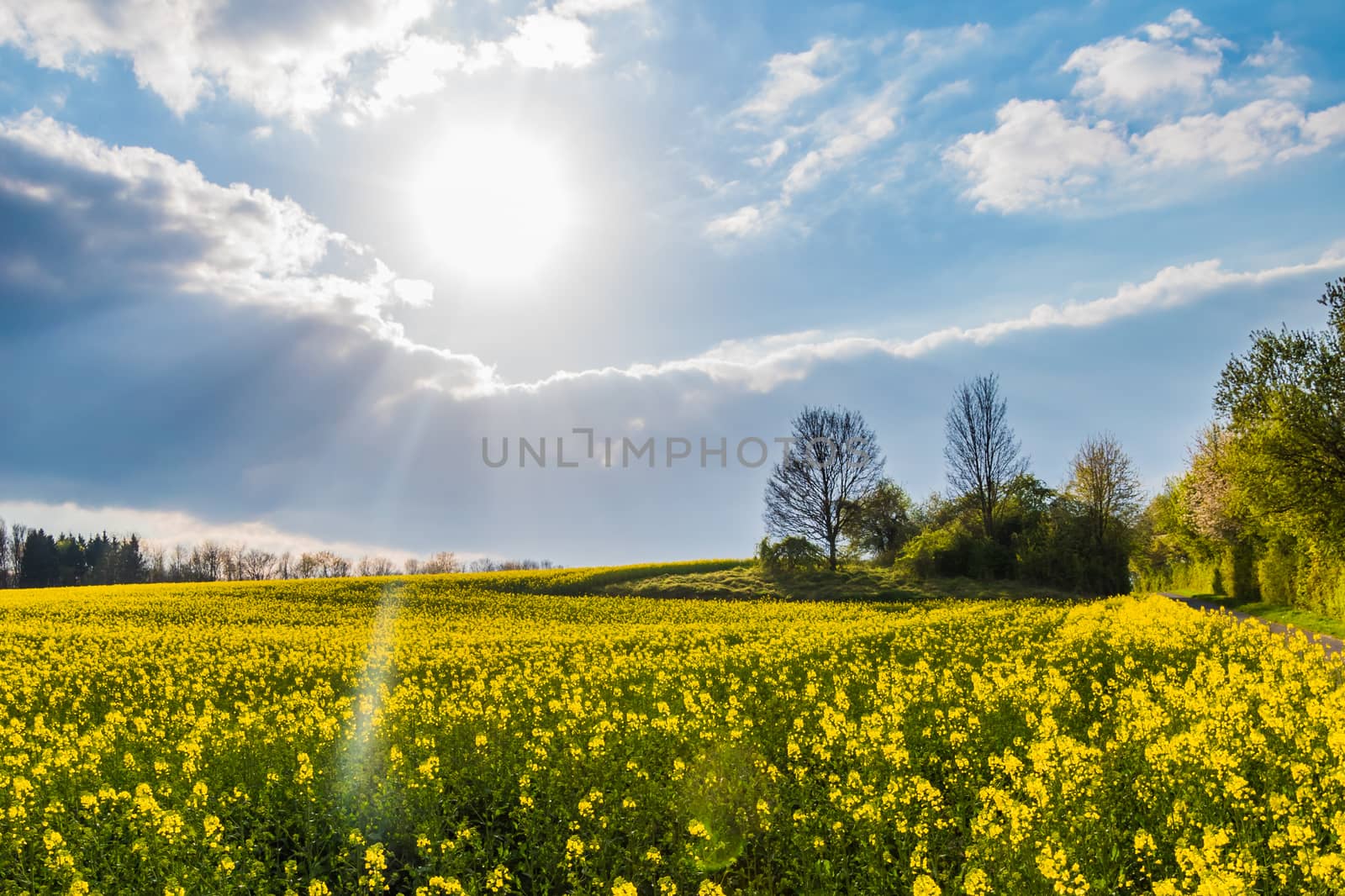 Rape meadow yellow blossoms spring sunlight clouds by MXW_Stock