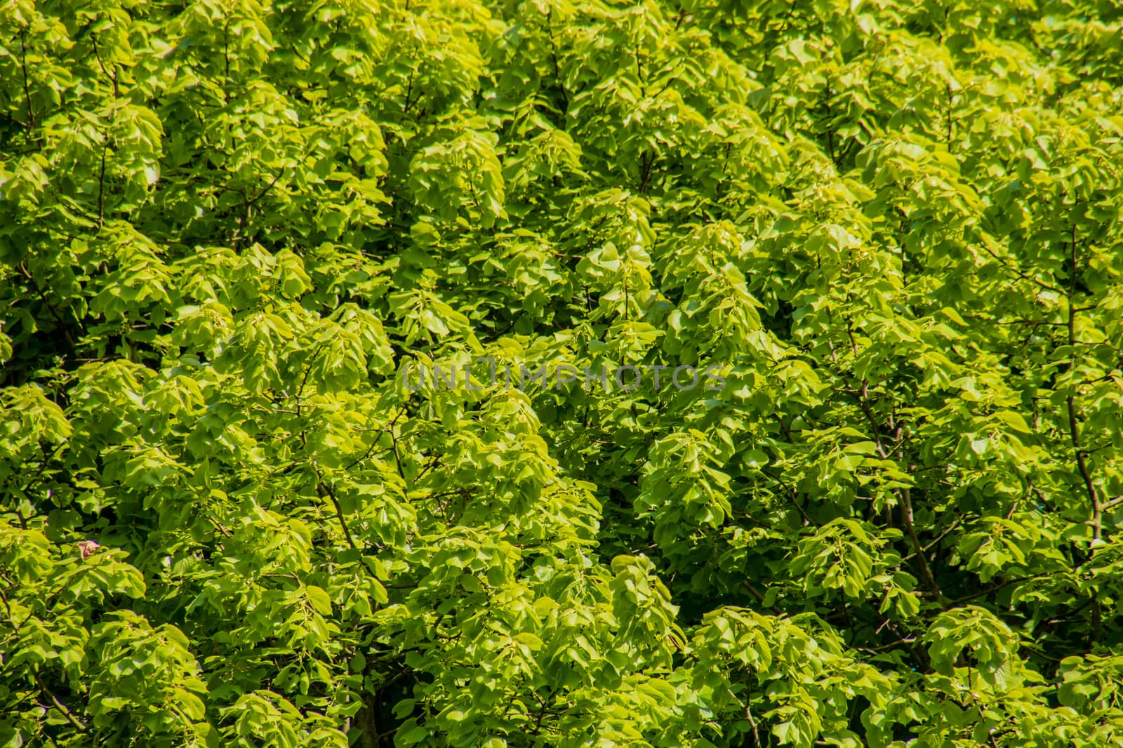 Spring new fresh leafs on tree in sunlight by MXW_Stock