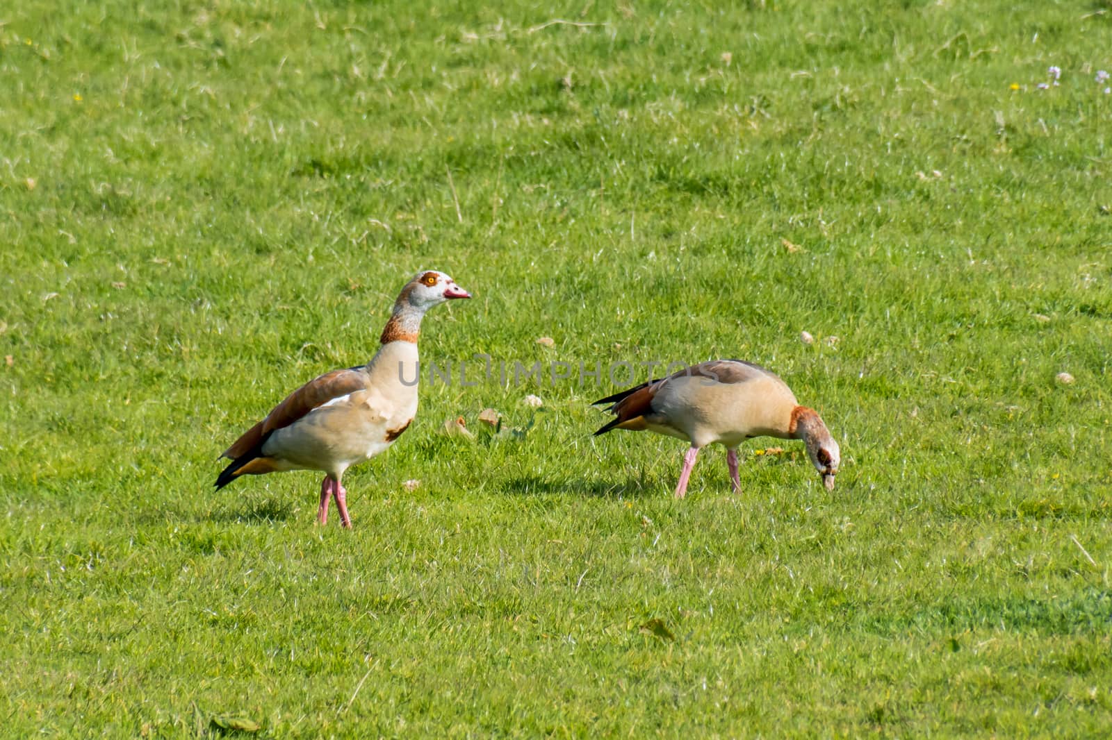 Two brown wild ducks goose red snail orange eyes by MXW_Stock