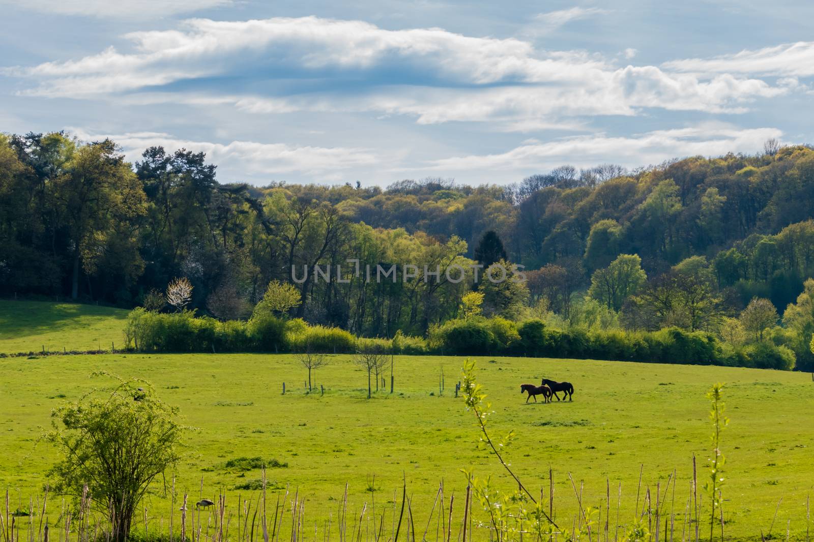 Black and brown horses walking over grassland and old forrest by MXW_Stock