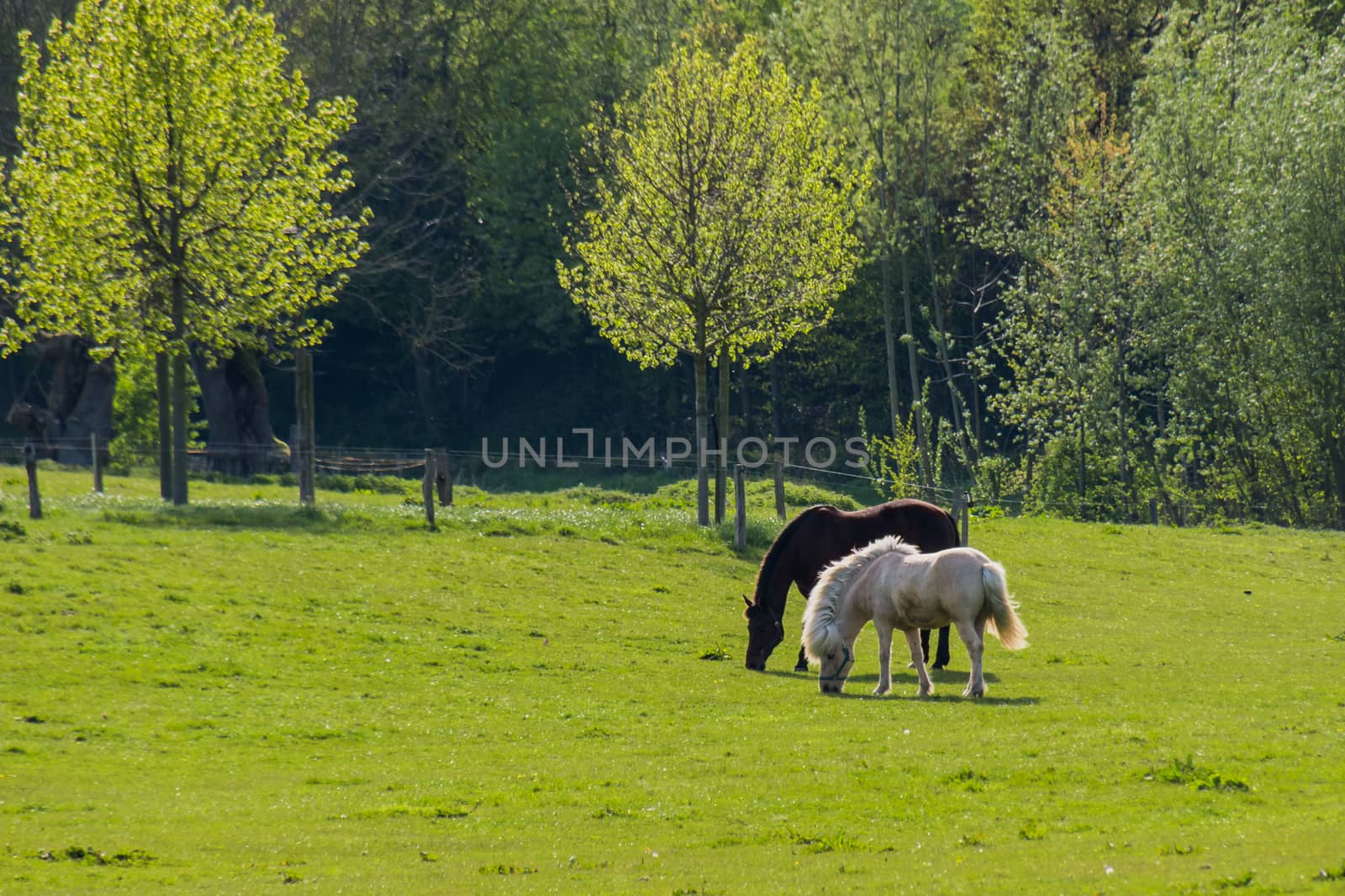 Black and brown horses walking over grassland in front of trees
