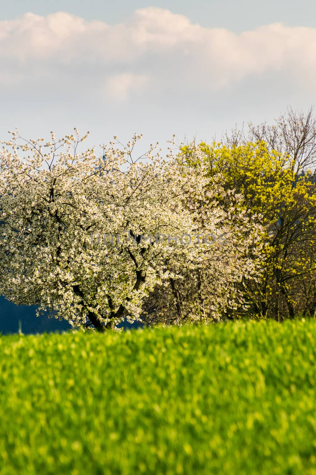 Blooming trees in spring bright sunlight meadow spring by MXW_Stock