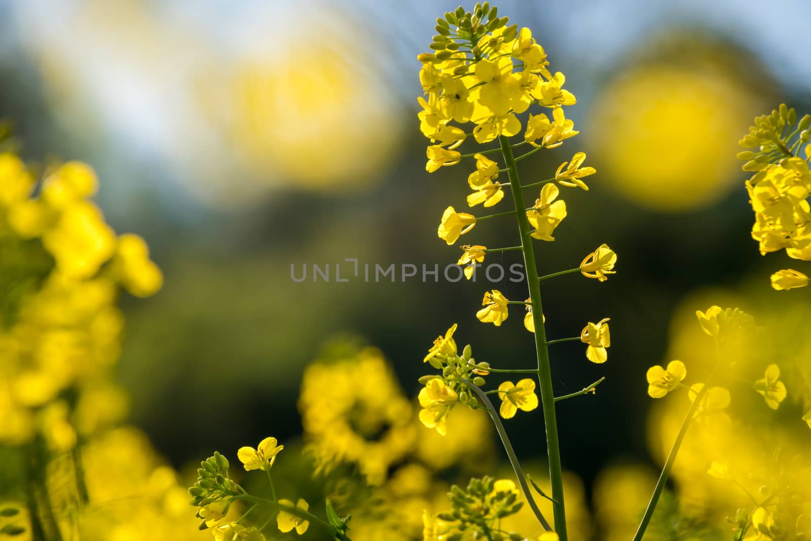 Close up of yellow rape blossoms meadow in sunlight