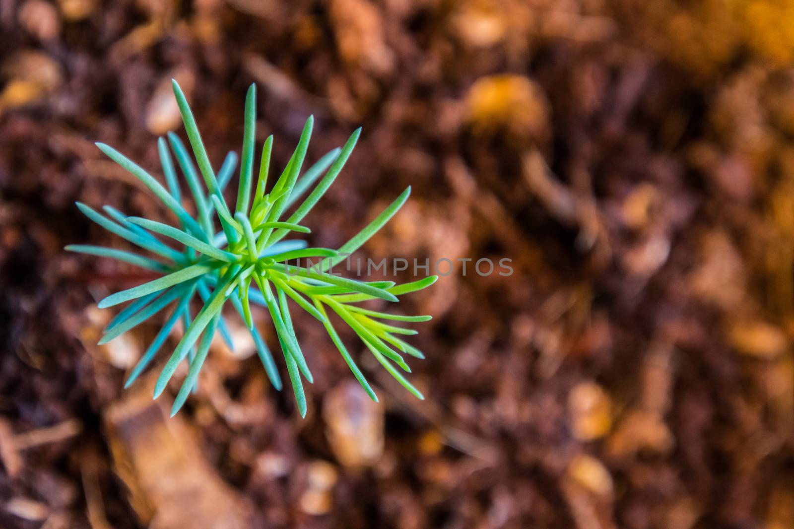 Germling of giant sequoia brown soil green leafs by MXW_Stock