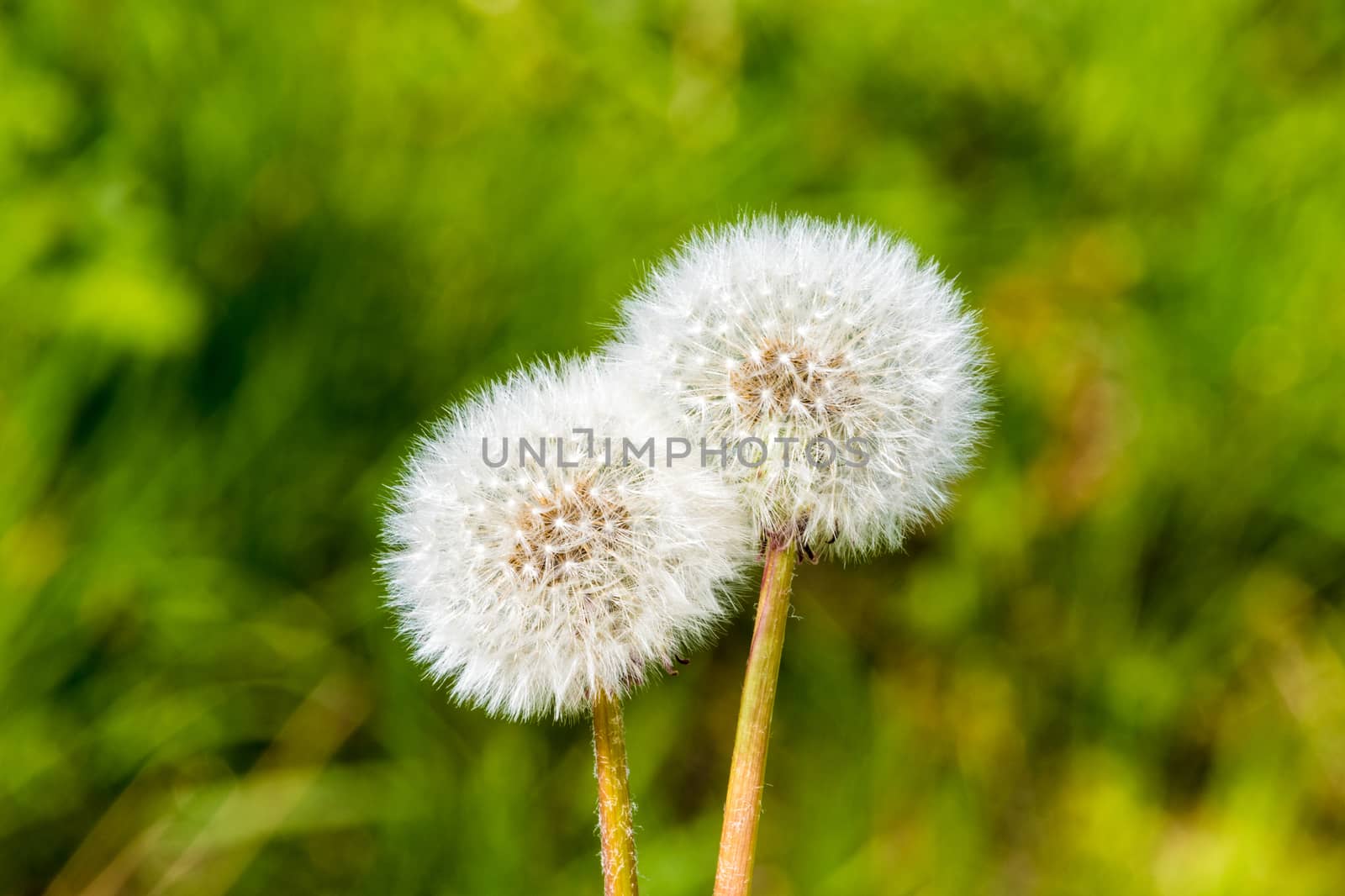 Blowball dandelion seed head flower blossom white green spring s by MXW_Stock