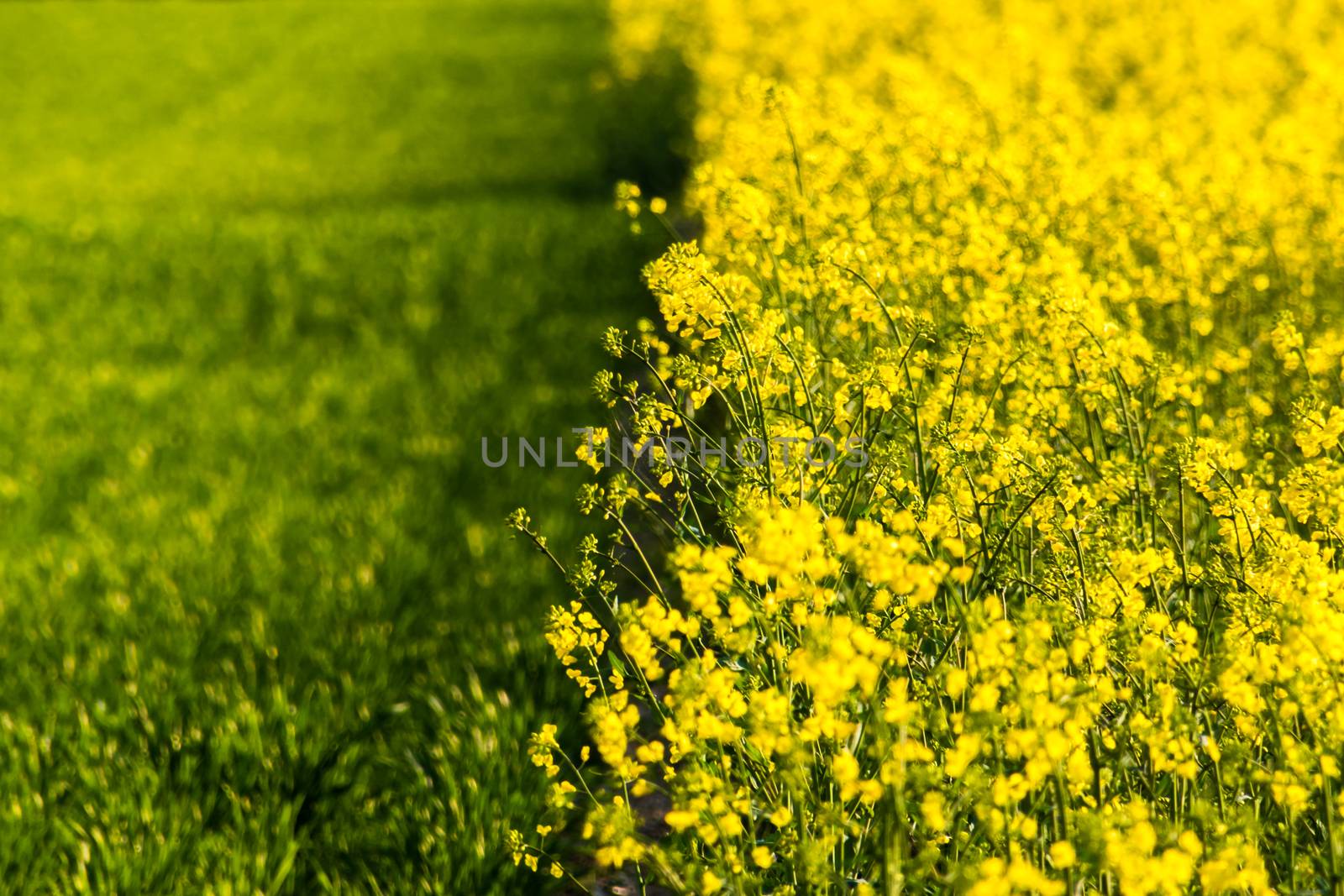 Border between grassland and meadow of yellow rape blossoms