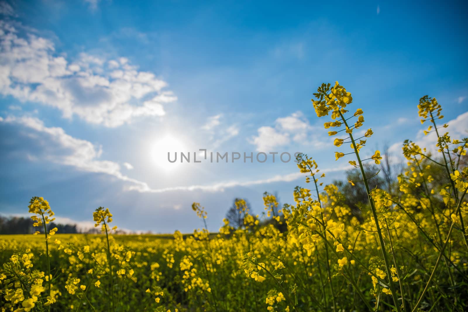 Fop perspective of rape meadow yellow blossoms sunlight spring by MXW_Stock