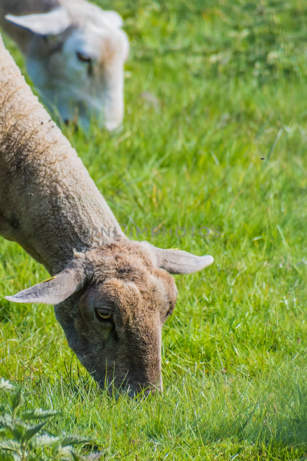 Goats on grassland white wool eating grass