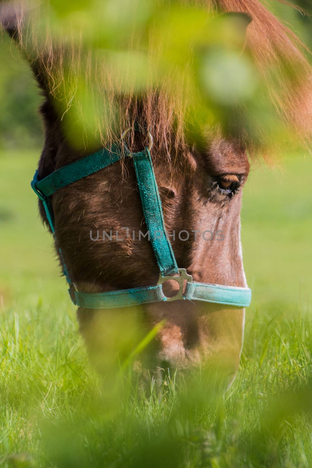Horse portrait brown and white fur eyes and green foreground by MXW_Stock
