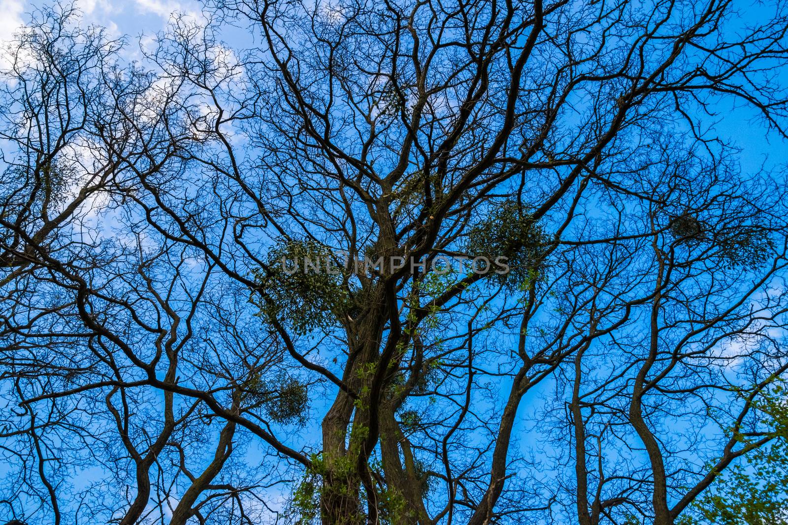 European mistletoe on bald tree in winter blue sky clouds