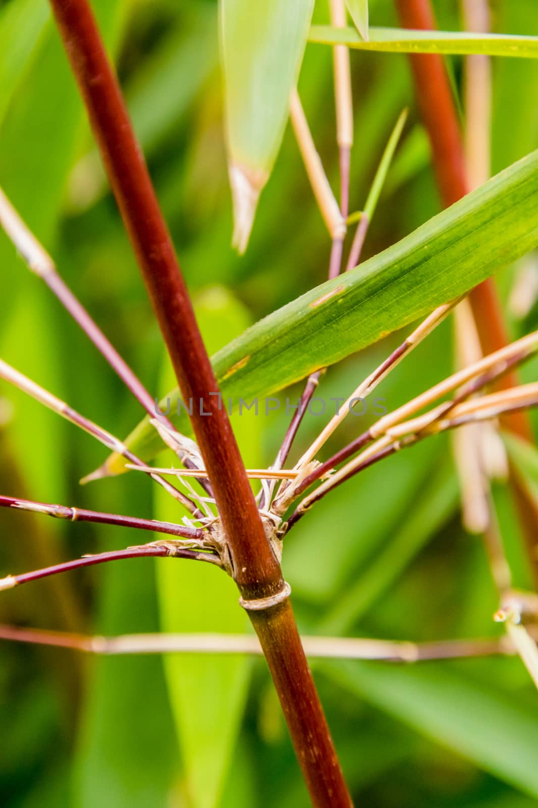 Red orange asian bamboo stalk with green leafs by MXW_Stock