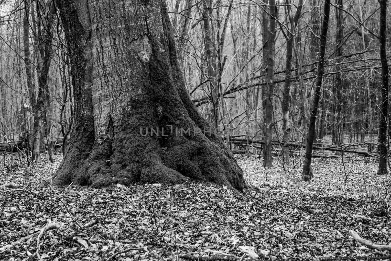 Stem of massive oak tree with moss black and white by MXW_Stock
