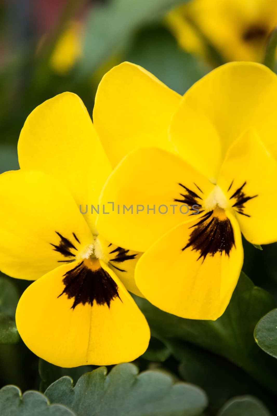 Yellow blooming blossom of pansies in spring by MXW_Stock