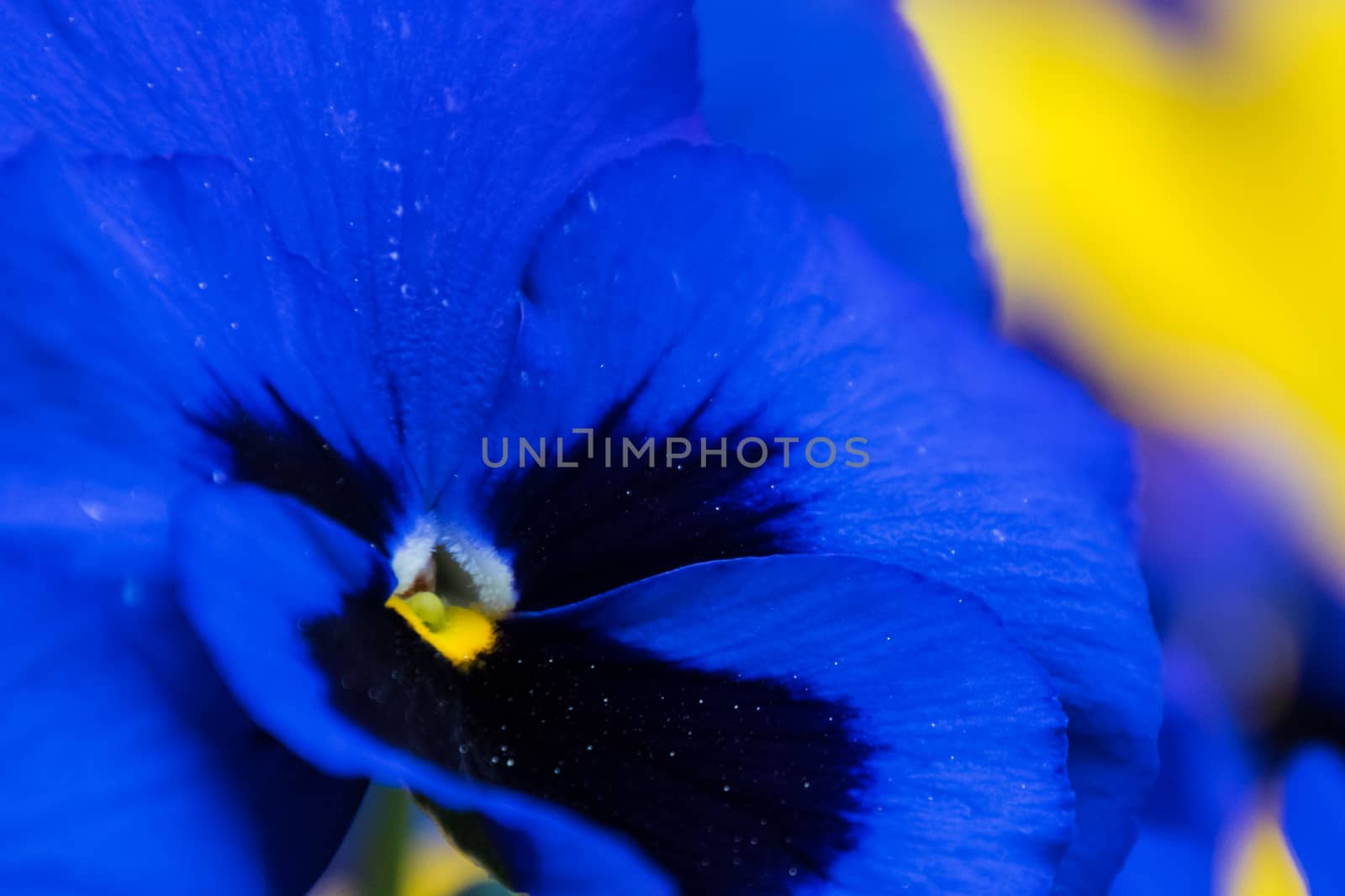 Blue and yellow blooming blossom of pansies by MXW_Stock