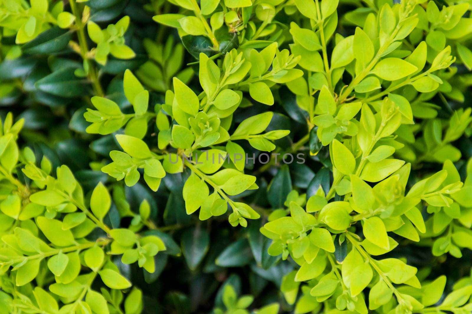 Boxwood boxtree box fresh and dark green leafs