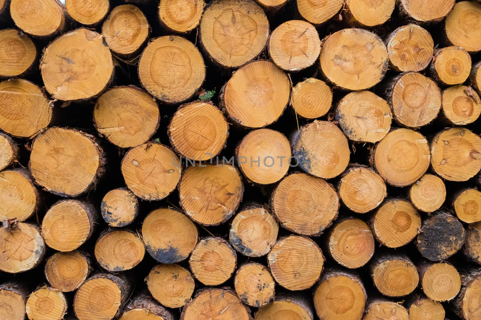Cut down wood trunks stacked on each other in forest by MXW_Stock