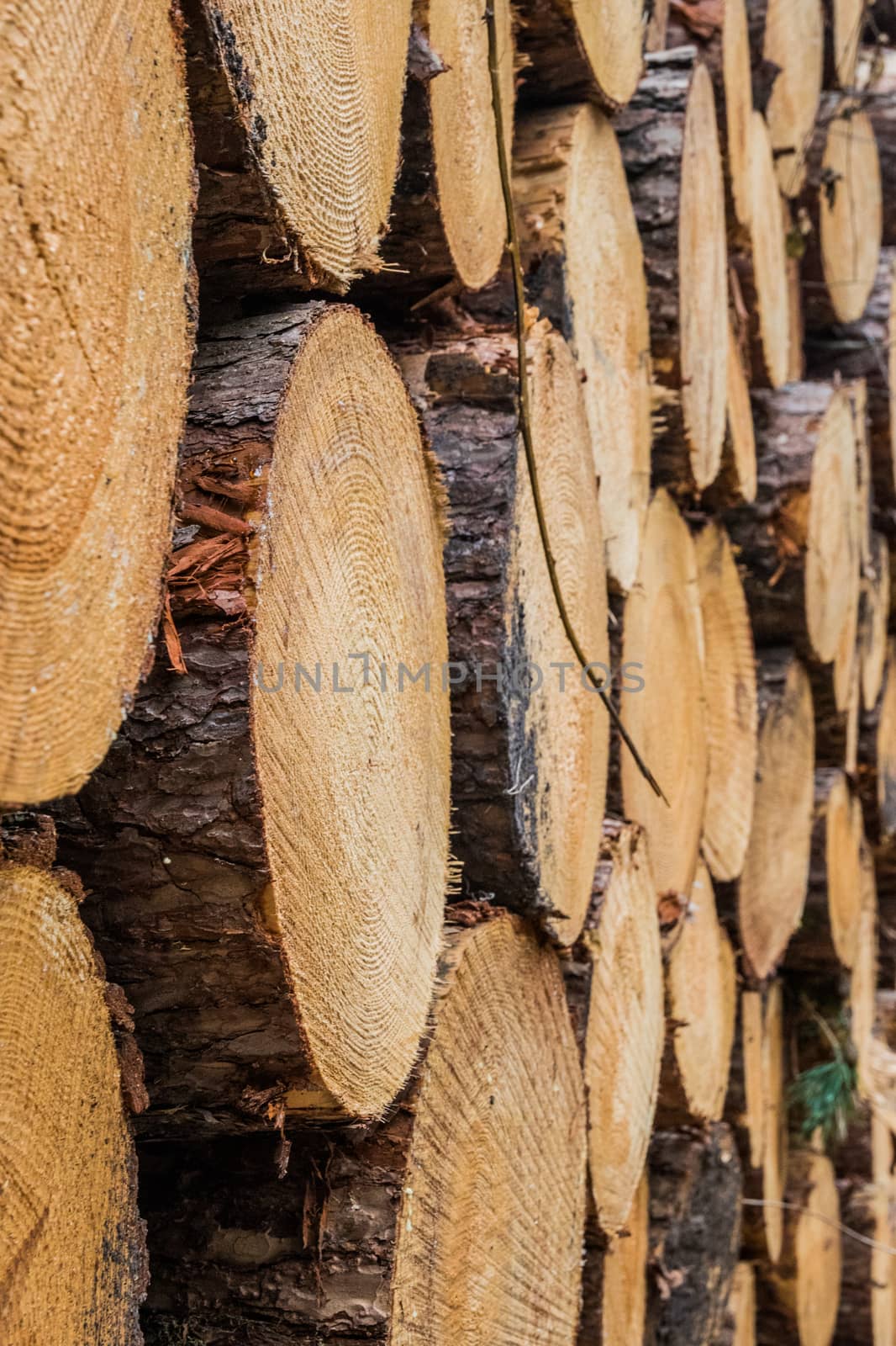 Cut down wood trunks stacked on each other by MXW_Stock
