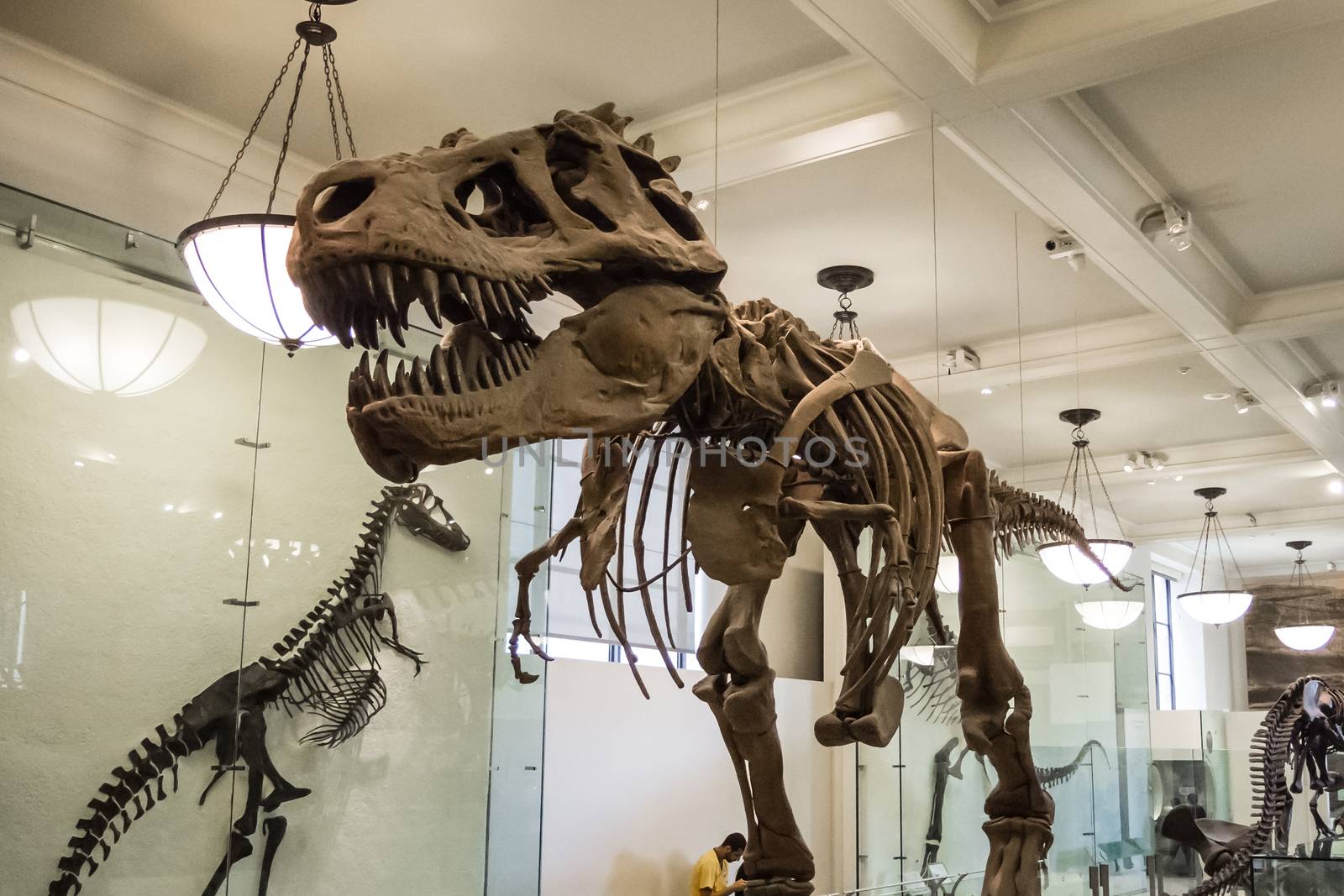Dinosaur skeleton armature t rex bones carnivore huge teeth by MXW_Stock
