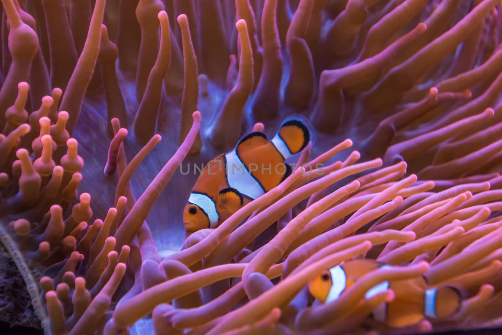 Anemone clown fish orange and white stripes