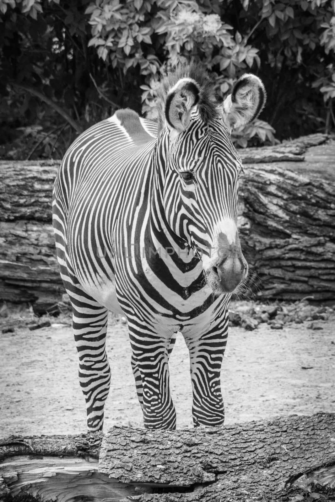 Zebra black and white fur big ears stripes in black and white