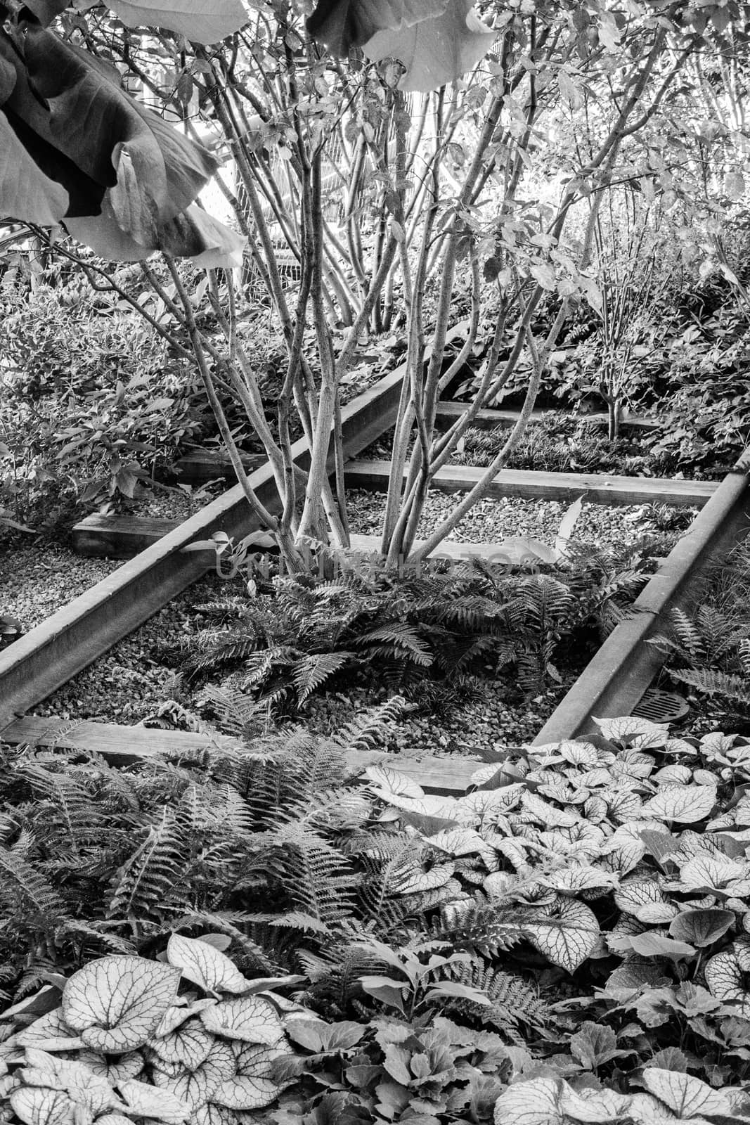 Many plants growing between old railroad tracks in New York black and white