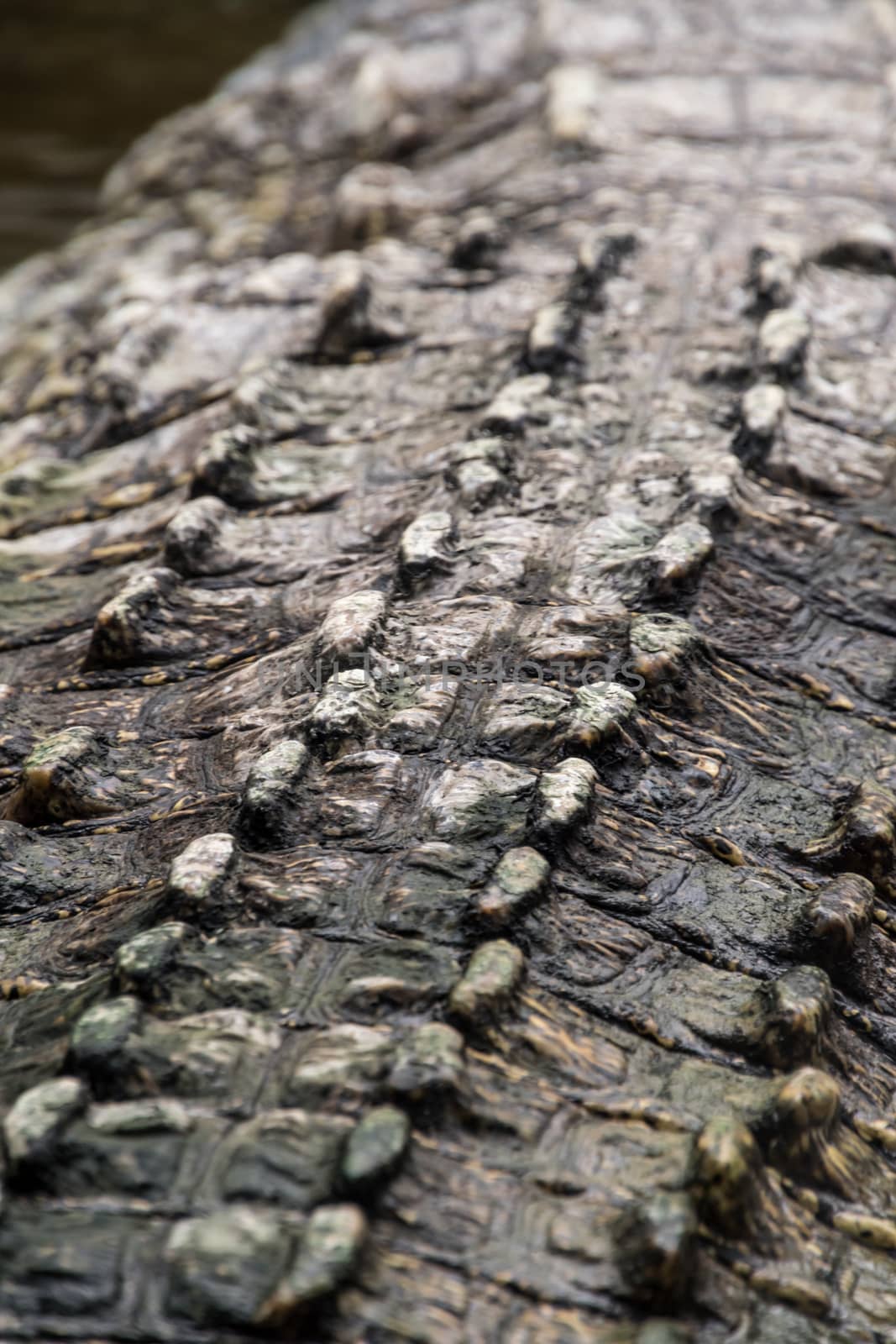 Back shell of wild crocodile croc hard shells by MXW_Stock