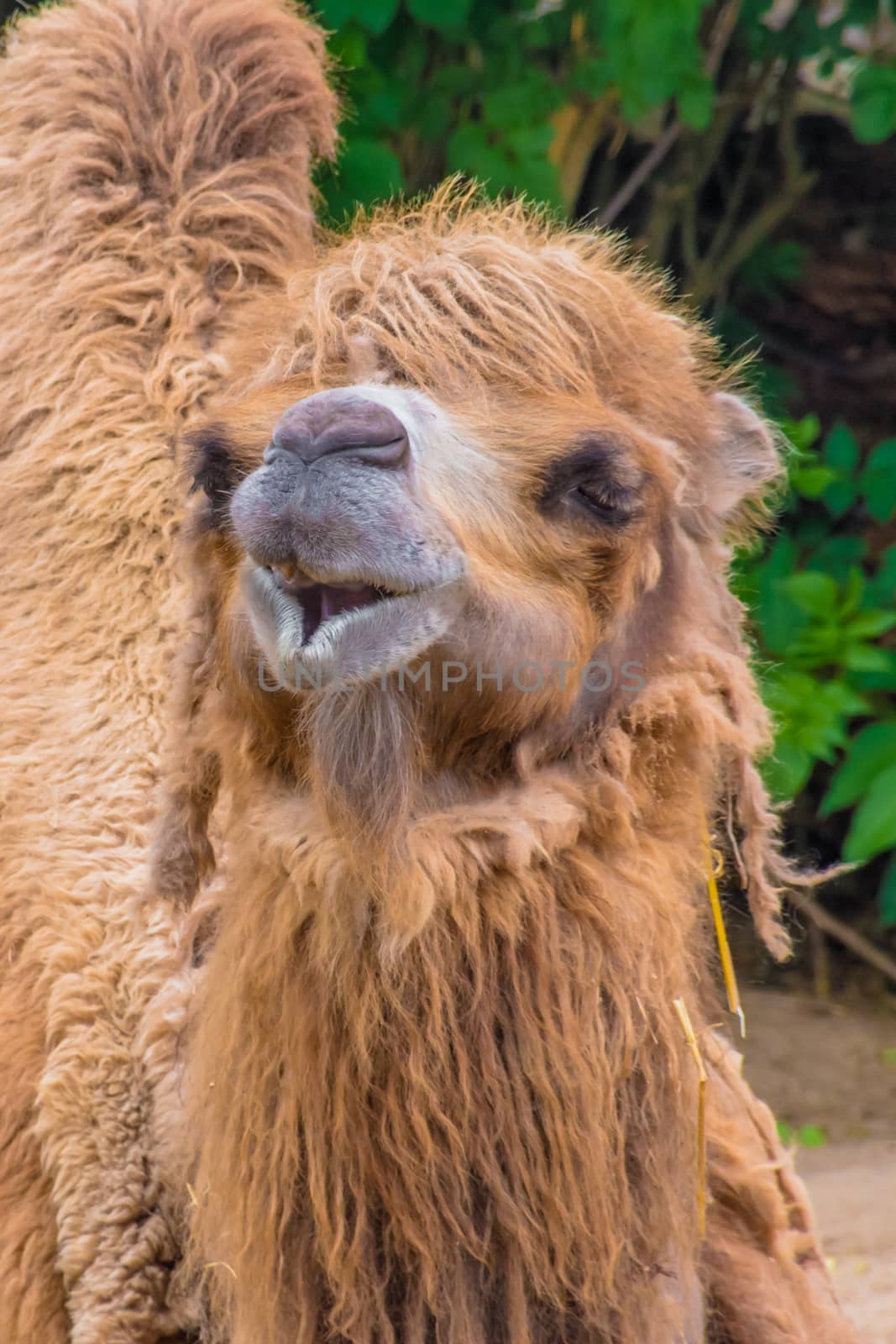 Camel dromedary fluffy brown fur eating hay by MXW_Stock