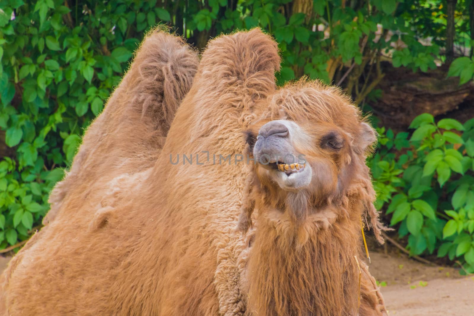 Camel dromedary two humps fluffy brown fur eating hay