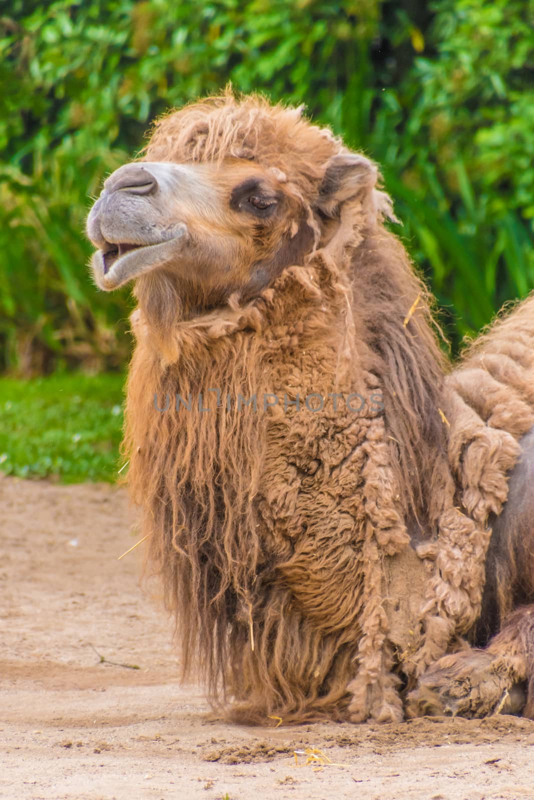 Camel dromedary two humps brown fluffy brown fur eating by MXW_Stock
