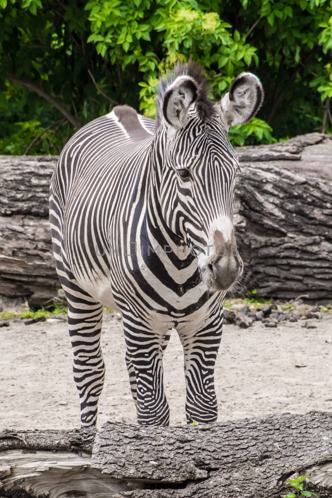 Zebra black and white fur big ears stripes