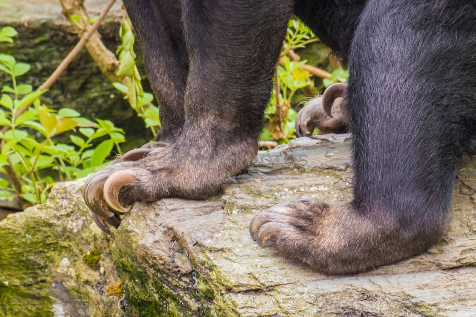Claws of honey or sun bear sitting on rock
