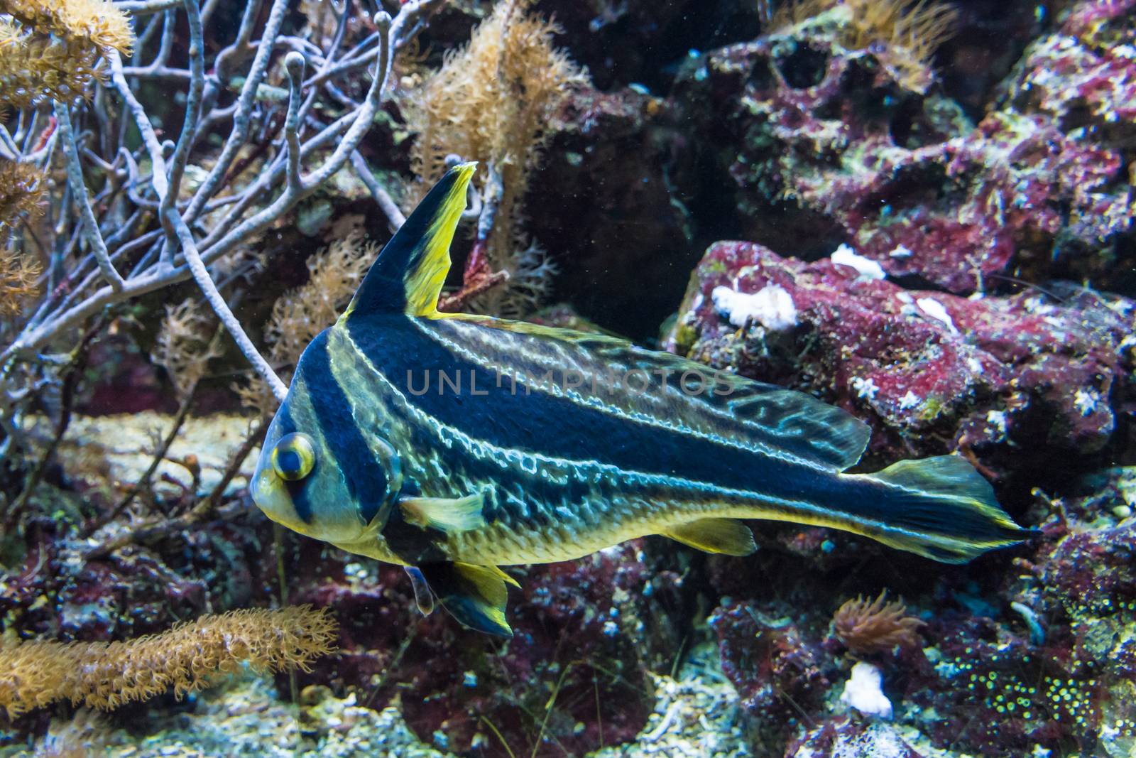 Black and yellow striped tropical wild jungle fish