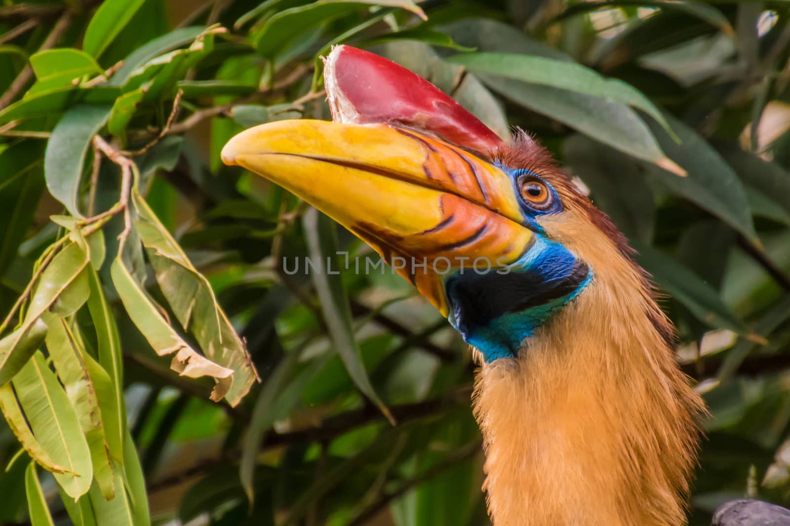 Celebes hornbill bird with red horn and yellow orange beak